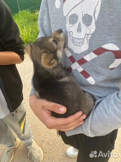 Собака в добрые руки щенок