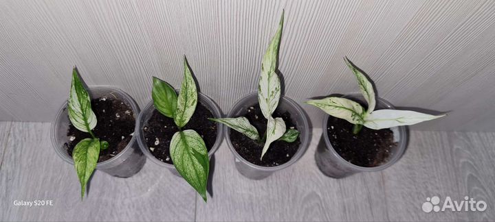 Спатифиллум Ангел беби