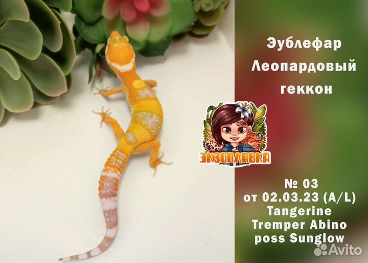 Эублефар Геккон Гемитеконикс