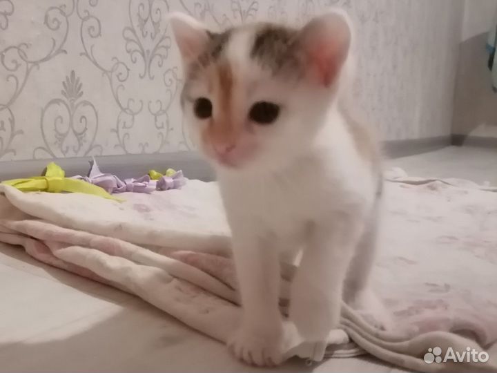 Котята