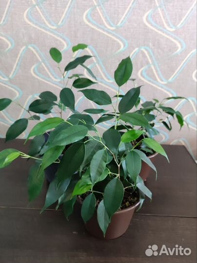 Замиокулькас, фикус Бенджамина,хойя