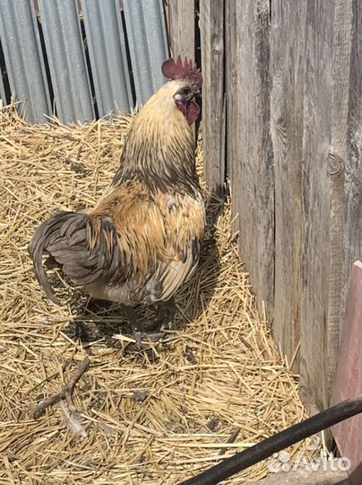 Петухи Лакеданзи