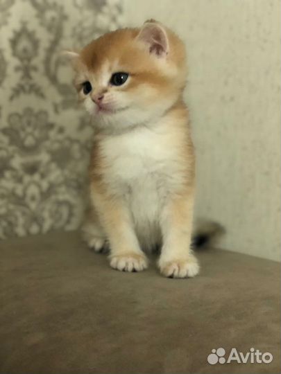 Британские котята золотая шиншилла