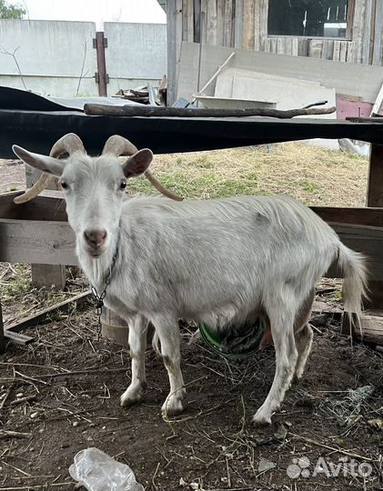 Коза дойная