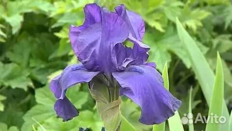 Ирис