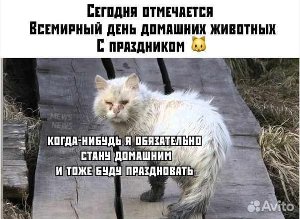 Спасенный котёнок Мишаня в поисках дома