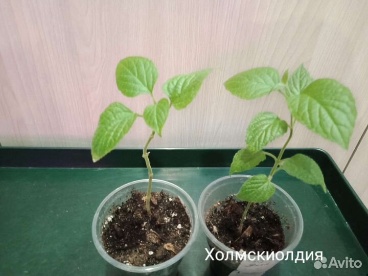 Комнатные растения