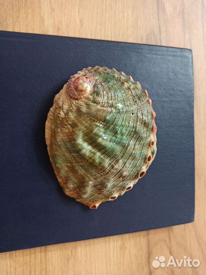 Морская раковина