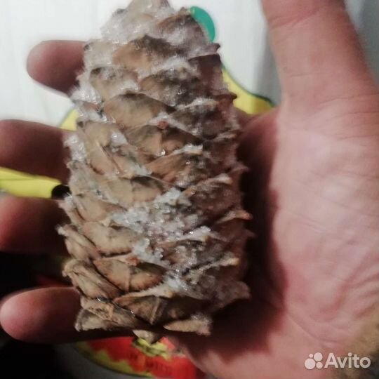 Шелуха кедровой шишки