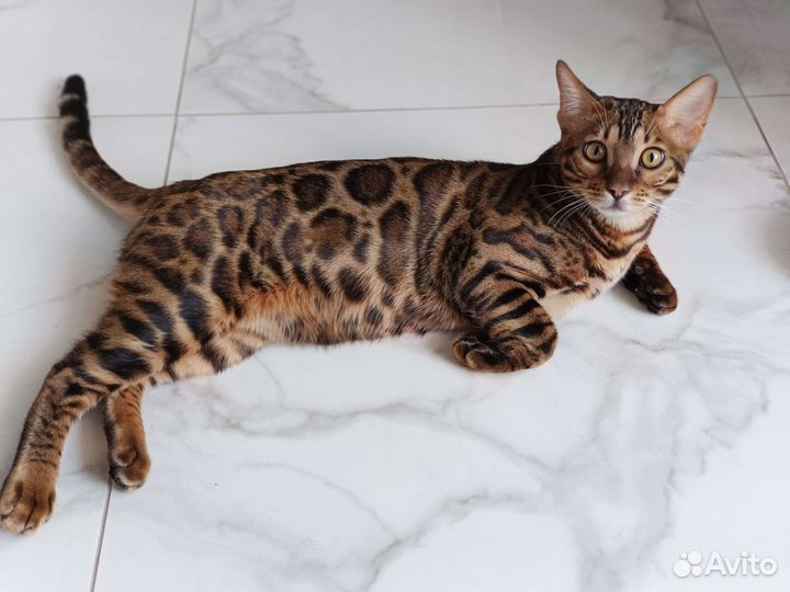 Бенгальский кот и две малышки девочки