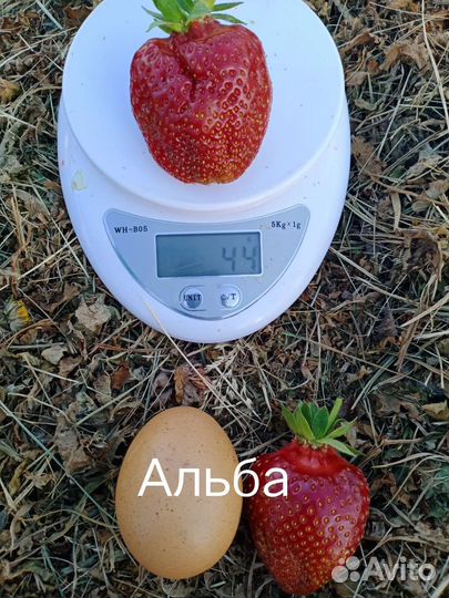 Рассада клубники Азия, Альба