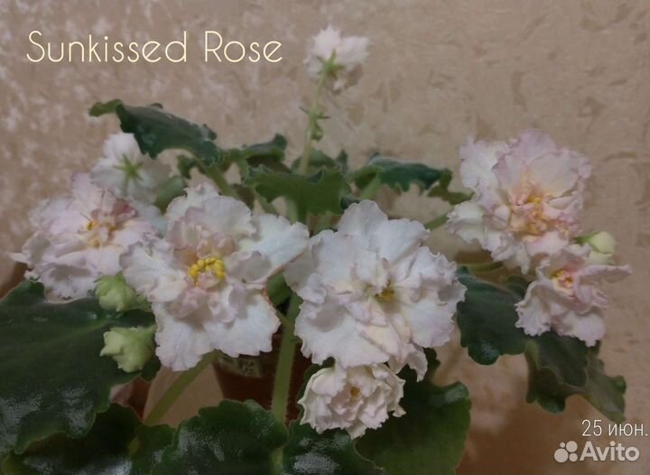 Цветущие фиалки, доставка