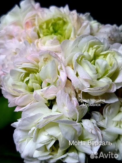 Герань пеларгония