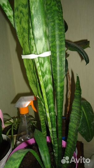 Цветы комнатные разные с горшком