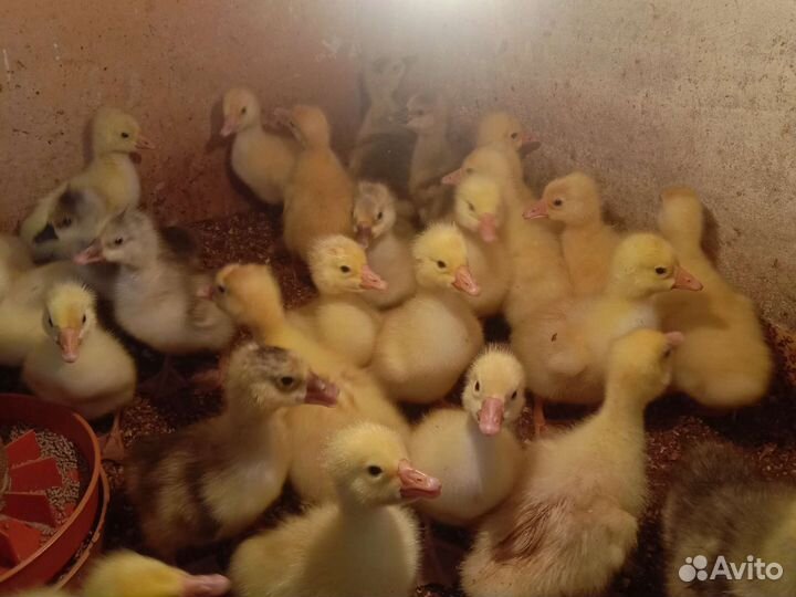 Утята Бройлеры Индюшата Цыплята подрощеные