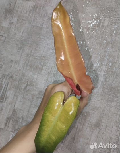 Филодендрон билли минт/серо-голубой