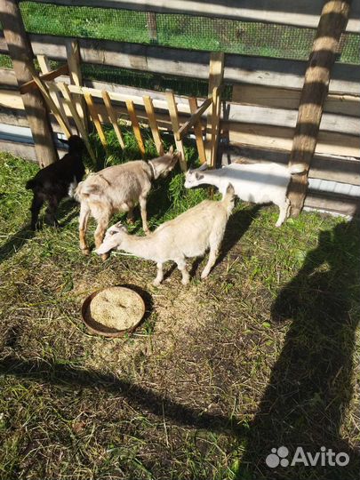 Козлята 4мес