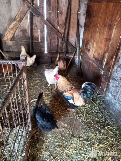 Петя - будильник