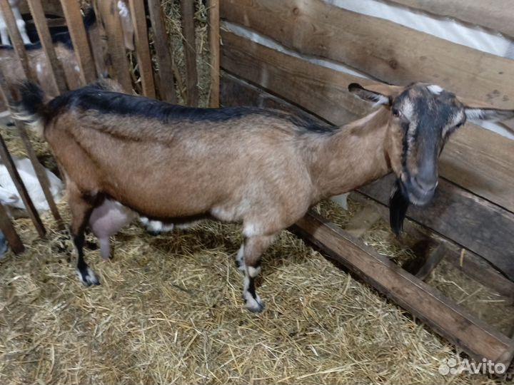 Коза доенная комолая