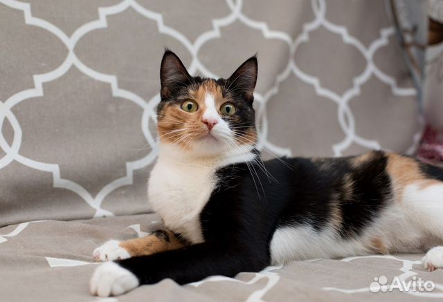 Разноцветная кошка Кася эксклюзив в поисках дома