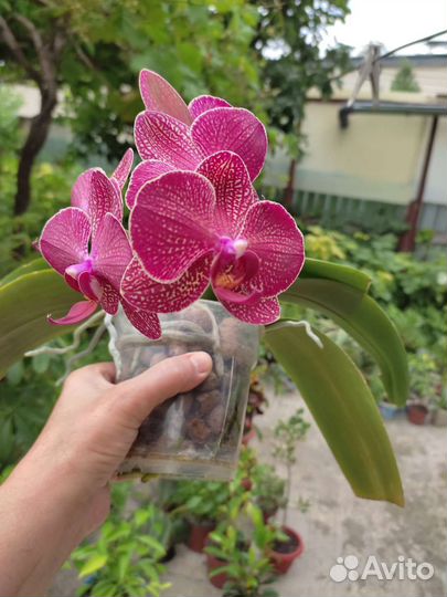 Орхидея фаленопсис разные
