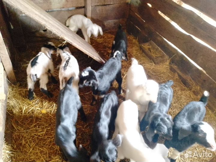 Нубийские козлята, камерунские козы