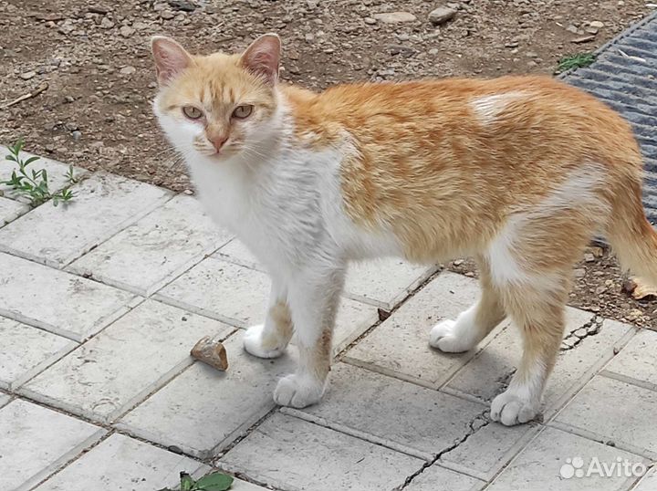 Кошки в добрые руки бесплатно