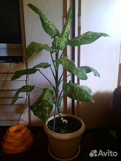 Диффенбахия