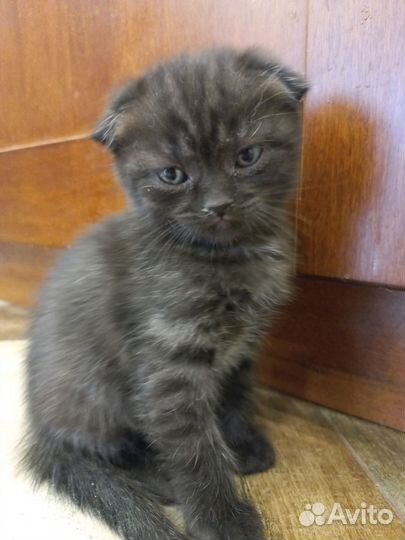 Отдам котенка в добрые руки