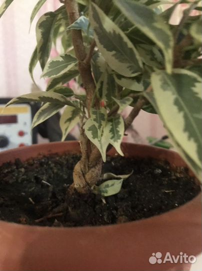 Фикус бенджамина 40 см