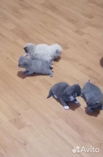 Кошки