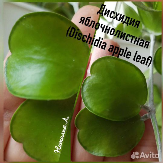 Хойи на срез