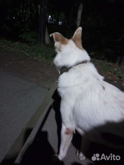 Собака в добрые руки отдам бесплатно