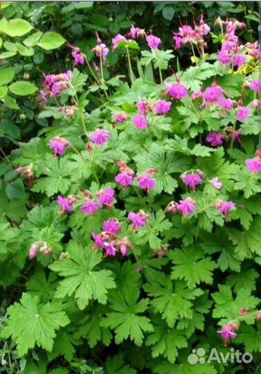 Многолетники, растения для сада