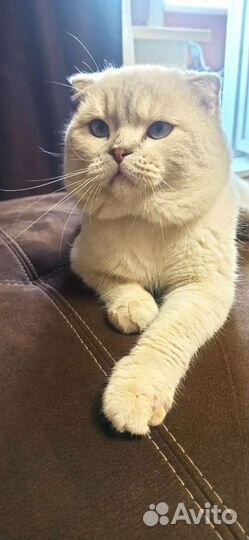 Кот на вязку