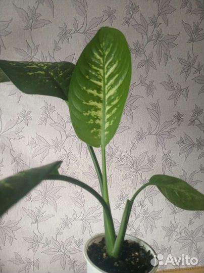 Диффенбахия 