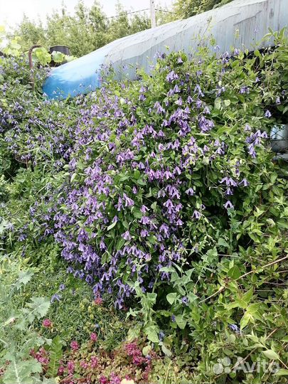 Саженцы канадской розы,желтогна,безвременника