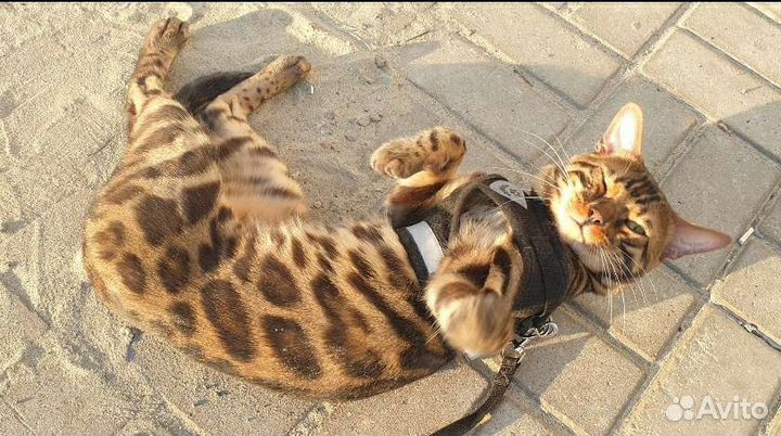 Бенгальский кот вязка