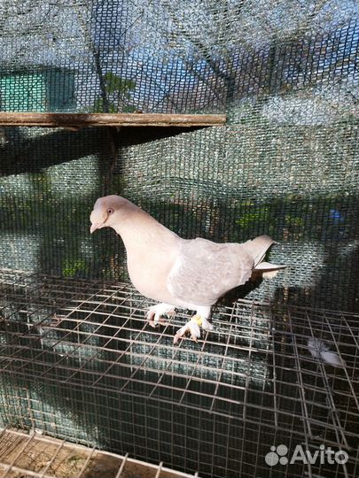 Голуби турецкие такла