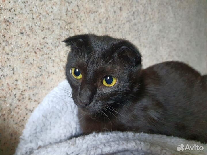 Кошка Элли в добрые руки