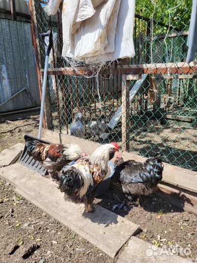 Молодые петухи