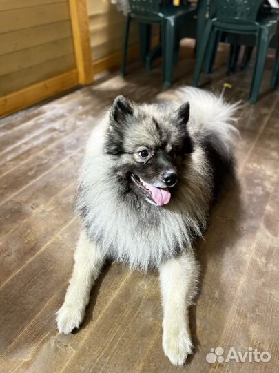 Кеесхонд вольфшпиц