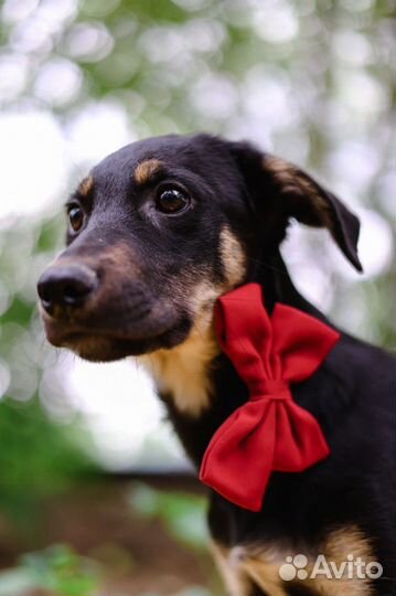 Щенок ищет дом и заботливые руки