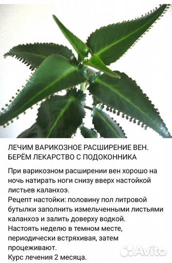 Каланхоэ в добрые руки