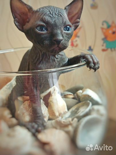 Канадский сфинкс