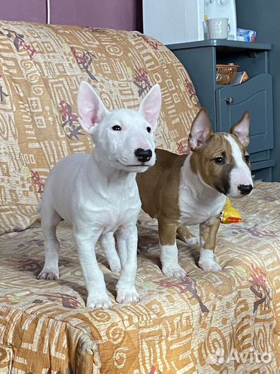 Миниатюрный бультерьер щенки