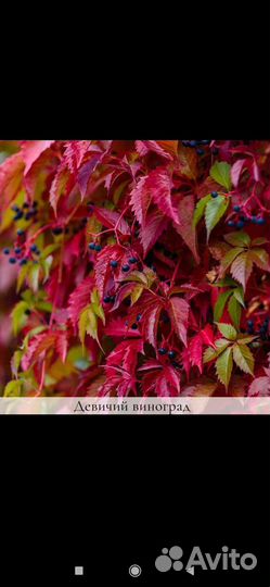 Девичий виноград