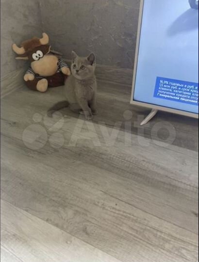 Квартира-студия, 24 м², 2/4 эт.