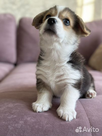 Щенки корги