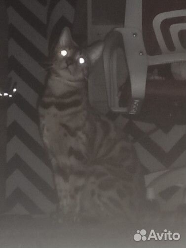 Кошка в добрые руки